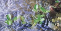 Oase Vitronic 18 W UVC-filter -Vijverbenodigdheden 57370 vitronic11 01 gr 0 815x421 3