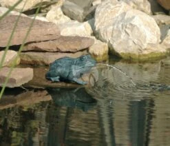 Ubbink Kikker Spuitfiguur - Klein