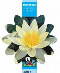 Gele Dwergwaterlelie (Nymphaea Pygmaea Helvola) Waterlelie -Vijverbenodigdheden gele dwergwaterlelie nymphaea pygmaea helvola waterlelie 3 0 744x900