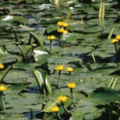 Gele Plomp (Nuphar Lutea) Waterlelie