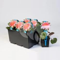 Vijverbenodigdheden -Vijverbenodigdheden gele plomp nuphar lutea waterlelie 2 0 1200x1200