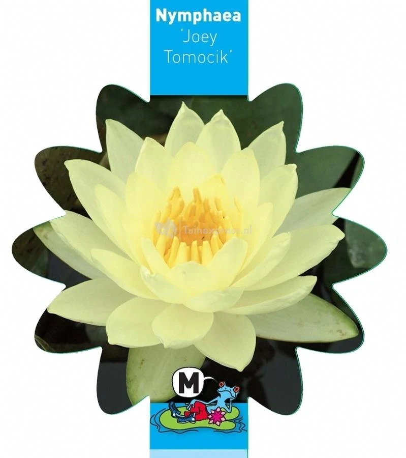 Gele Waterlelie (Nymphaea Joey Tomocik) Waterlelie 3 Gele Waterlelie (Nymphaea Joey Tomocik) Waterlelie - Afbeelding 3