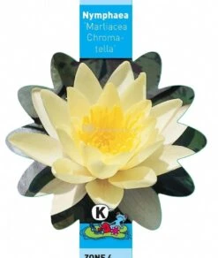 Gele Waterlelie (Nymphaea “Marliacea Chromatella”) Waterlelie -Vijverbenodigdheden gele waterlelie nymphaea marliacea chromatella waterlelie 3 0 761x900