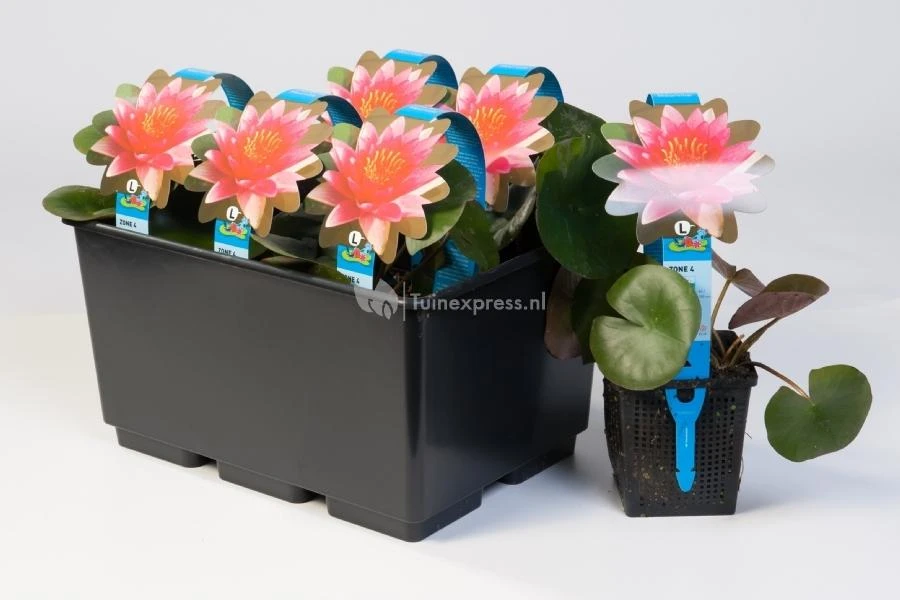 Kaapse Waterlelie (Aponogeton Distachyos) Waterlelie 2 Kaapse Waterlelie (Aponogeton Distachyos) Waterlelie - Afbeelding 2