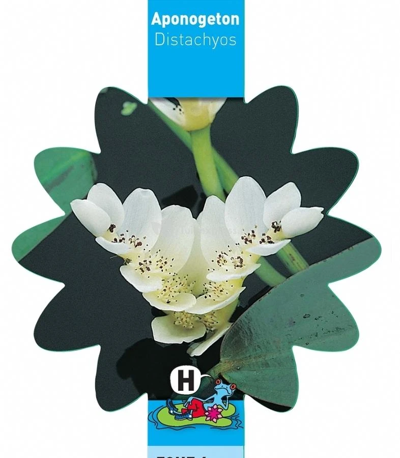 Kaapse Waterlelie (Aponogeton Distachyos) Waterlelie 3 Kaapse Waterlelie (Aponogeton Distachyos) Waterlelie - Afbeelding 3