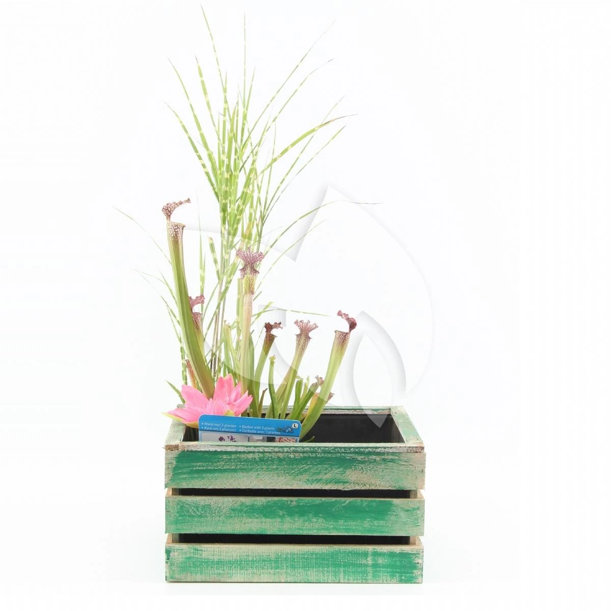Mini Vijver In Houten Kistje Groen 1 Mini Vijver In Houten Kistje Groen