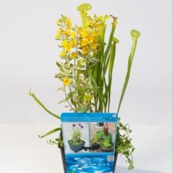 Mix Waterplanten In Vijvermand