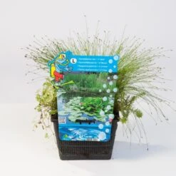 Mix Zuurstofplanten In Vijvermand