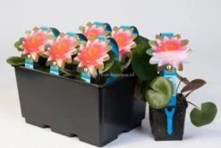 Vijverbenodigdheden -Vijverbenodigdheden oranje waterlelie nymphaea aurora waterlelie 2 0 900x600