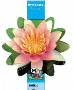 Oranje Waterlelie (Nymphaea Aurora) Waterlelie -Vijverbenodigdheden oranje waterlelie nymphaea aurora waterlelie 3 0 728x900