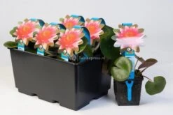 Vijverbenodigdheden -Vijverbenodigdheden oranje waterlelie nymphaea sioux waterlelie 2 0 900x600