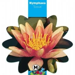 Oranje Waterlelie (Nymphaea Sioux) Waterlelie -Vijverbenodigdheden oranje waterlelie nymphaea sioux waterlelie 3 0 900x900