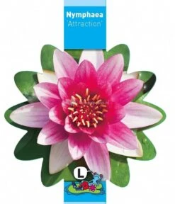 Rode Waterlelie (Nymphaea Attraction) Waterlelie -Vijverbenodigdheden rode waterlelie nymphaea attraction waterlelie 3 0 773x900