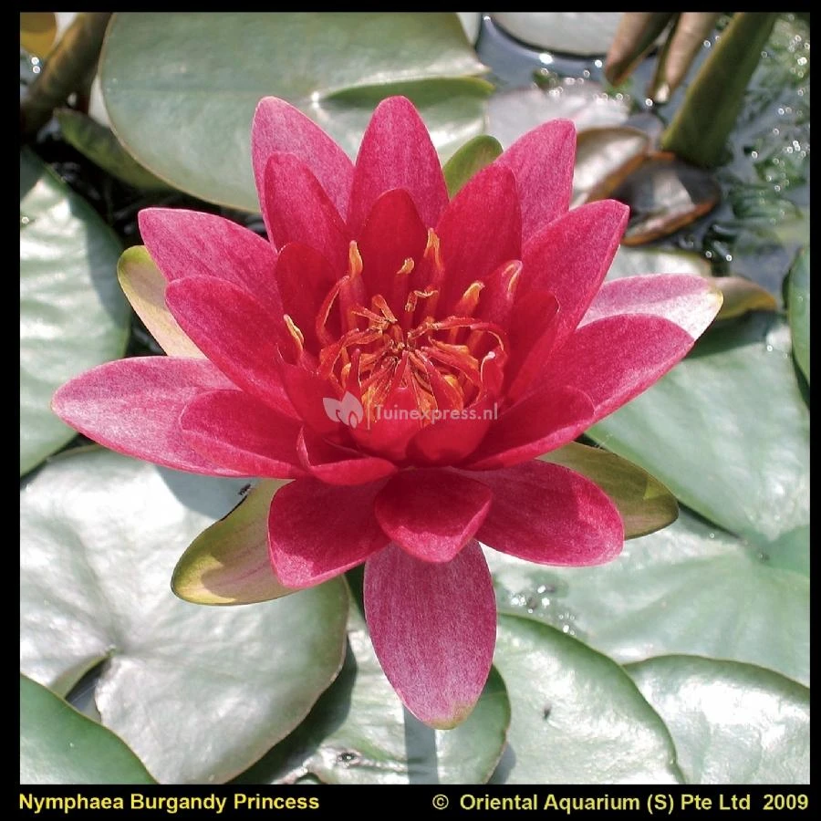Rode Waterlelie (Nymphaea Burgundy Princess) Waterlelie 1 Rode Waterlelie (Nymphaea Burgundy Princess) Waterlelie