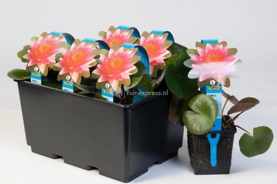 Rode Waterlelie (Nymphaea Burgundy Princess) Waterlelie 2 Rode Waterlelie (Nymphaea Burgundy Princess) Waterlelie - Afbeelding 2