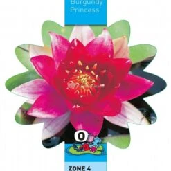 Rode Waterlelie (Nymphaea Burgundy Princess) Waterlelie 5 Rode Waterlelie (Nymphaea Burgundy Princess) Waterlelie -Vijverbenodigdheden rode waterlelie nymphaea burgundy princess waterlelie 3 0 900x899