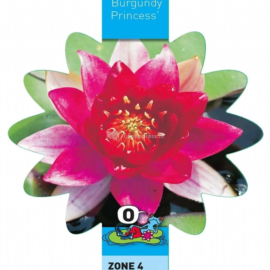 Rode Waterlelie (Nymphaea Burgundy Princess) Waterlelie 3 Rode Waterlelie (Nymphaea Burgundy Princess) Waterlelie - Afbeelding 3