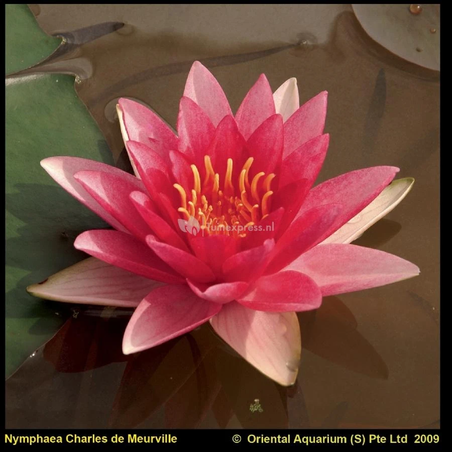 Rode Waterlelie (Nymphaea Charles De Meurville) Waterlelie 1 Rode Waterlelie (Nymphaea Charles De Meurville) Waterlelie