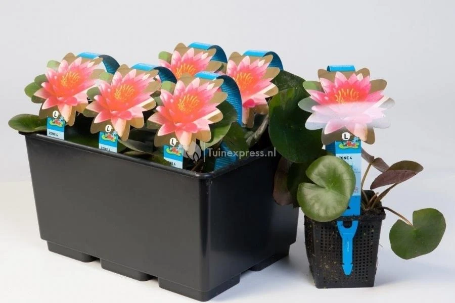 Rode Waterlelie (Nymphaea Charles De Meurville) Waterlelie 2 Rode Waterlelie (Nymphaea Charles De Meurville) Waterlelie - Afbeelding 2