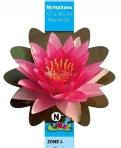 Rode Waterlelie (Nymphaea Charles De Meurville) Waterlelie 5 Rode Waterlelie (Nymphaea Charles De Meurville) Waterlelie -Vijverbenodigdheden rode waterlelie nymphaea charles de meurville waterlelie 3 0 736x900