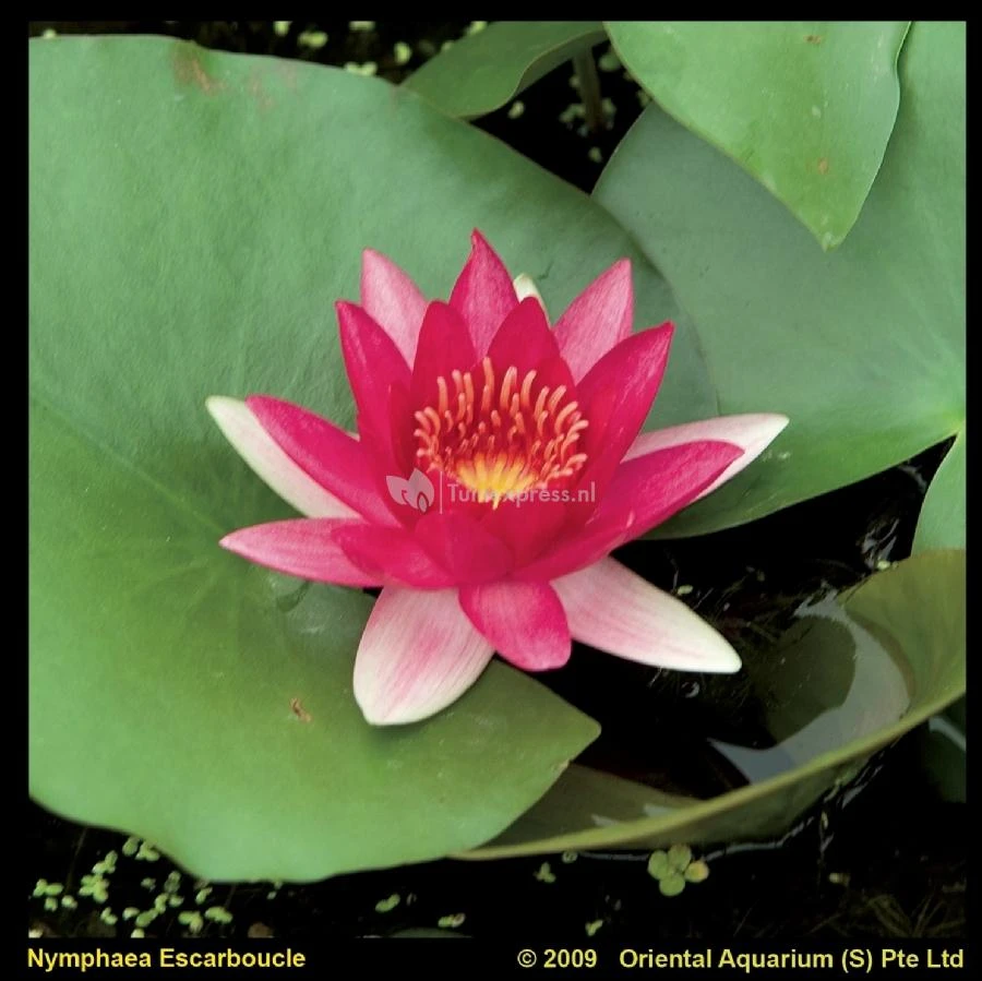 Rode Waterlelie (Nymphaea Escarboucle) Waterlelie 1 Rode Waterlelie (Nymphaea Escarboucle) Waterlelie