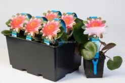 Nieuwe Producten -Vijverbenodigdheden rode waterlelie nymphaea escarboucle waterlelie 2 0 900x600