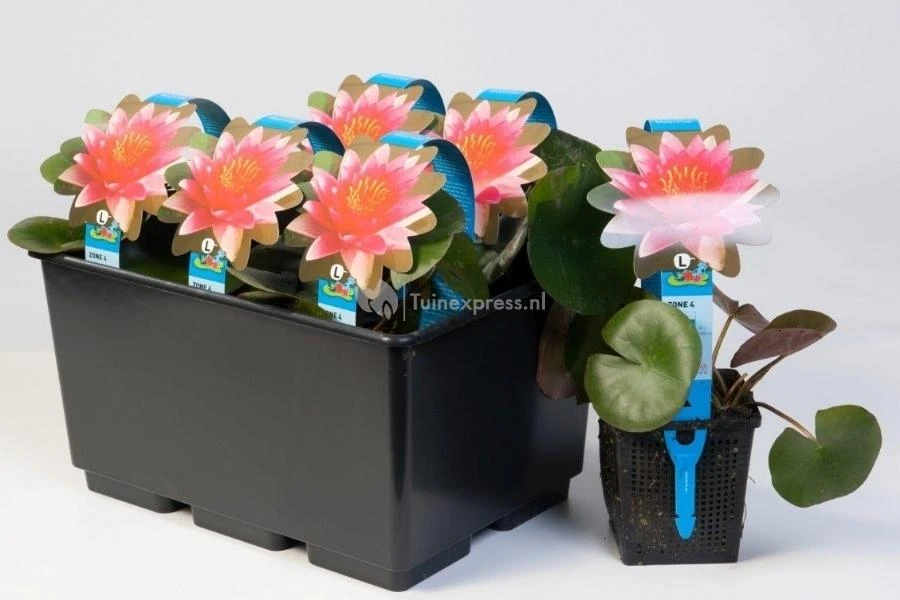 Rode Waterlelie (Nymphaea Escarboucle) Waterlelie 2 Rode Waterlelie (Nymphaea Escarboucle) Waterlelie - Afbeelding 2