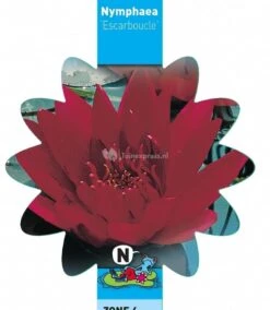 Rode Waterlelie (Nymphaea Escarboucle) Waterlelie 5 Rode Waterlelie (Nymphaea Escarboucle) Waterlelie -Vijverbenodigdheden rode waterlelie nymphaea escarboucle waterlelie 3 0 783x900