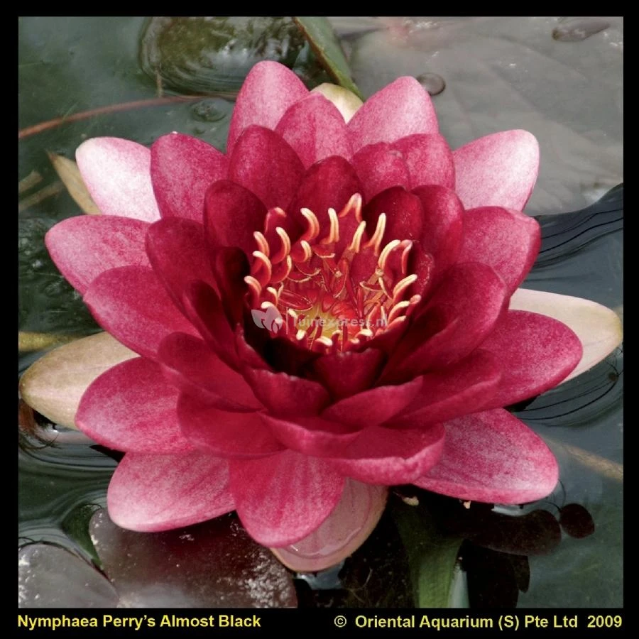 Rode Waterlelie (Nymphaea Perry Almost Black) Waterlelie 1 Rode Waterlelie (Nymphaea Perry Almost Black) Waterlelie