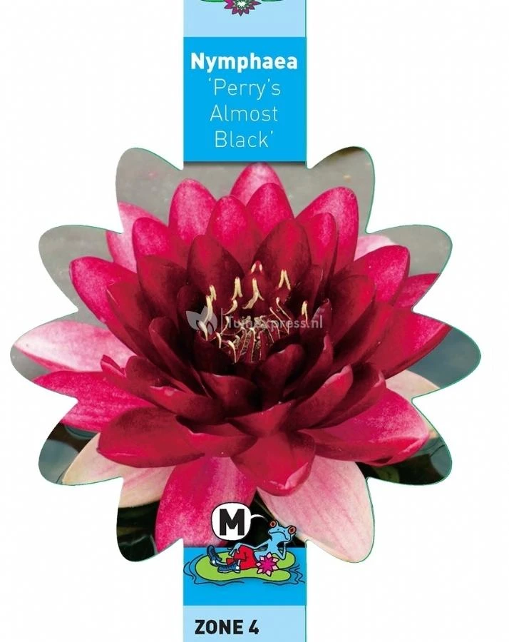 Rode Waterlelie (Nymphaea Perry Almost Black) Waterlelie 3 Rode Waterlelie (Nymphaea Perry Almost Black) Waterlelie - Afbeelding 3