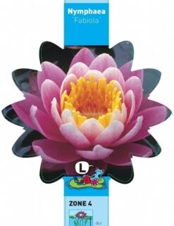 Roze Waterlelie (Nymphaea Fabiola) Waterlelie -Vijverbenodigdheden roze waterlelie nymphaea fabiola waterlelie 3 0 693x900