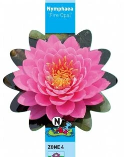 Roze Waterlelie (Nymphaea Fire Opal) Waterlelie -Vijverbenodigdheden roze waterlelie nymphaea fire opal waterlelie 3 0 714x900