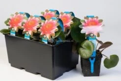 Vijverbenodigdheden -Vijverbenodigdheden roze waterlelie nymphaea james brydon waterlelie 2 0 900x600