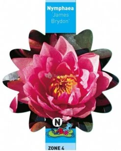 Roze Waterlelie (Nymphaea James Brydon) Waterlelie -Vijverbenodigdheden roze waterlelie nymphaea james brydon waterlelie 3 0 721x900