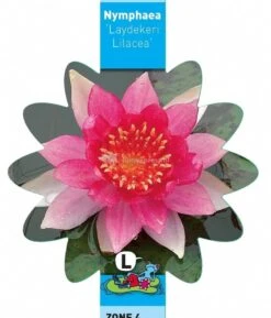 Roze Waterlelie (Nymphaea Laydekeri Lilacea) Waterlelie -Vijverbenodigdheden roze waterlelie nymphaea laydekeri lilacea waterlelie 3 0 770x900