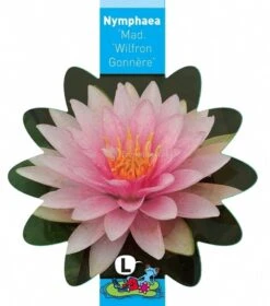 Roze Waterlelie (Nymphaea Madame Wilfron Gonnère) Waterlelie -Vijverbenodigdheden roze waterlelie nymphaea madame wilfron gonnere waterlelie 3 0 795x900
