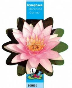 Roze Waterlelie (Nymphaea Marliacea Carnea) Waterlelie -Vijverbenodigdheden roze waterlelie nymphaea marliacea carnea waterlelie 3 0 741x900