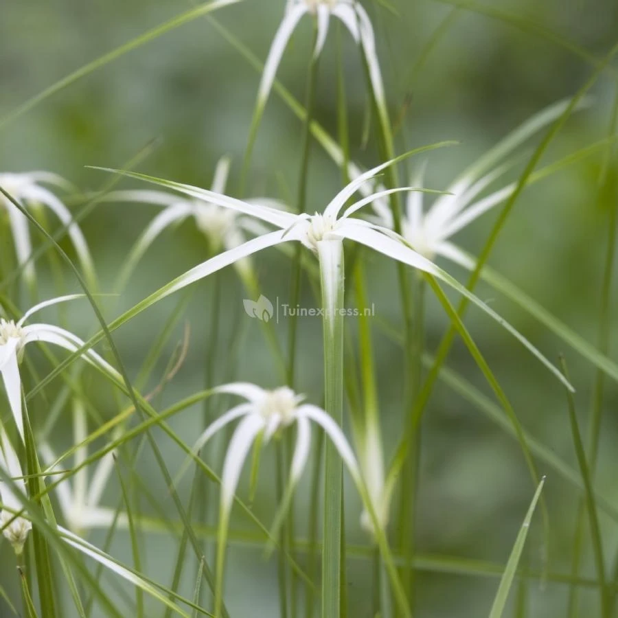 Sterrengras (Dichromena Colorata) Moerasplant 1 Sterrengras (Dichromena Colorata) Moerasplant