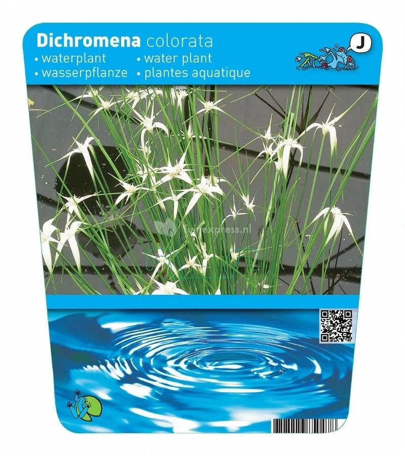 Sterrengras (Dichromena Colorata) Moerasplant 2 Sterrengras (Dichromena Colorata) Moerasplant - Afbeelding 2