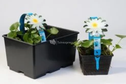 Vijverbenodigdheden -Vijverbenodigdheden tropische blauwe waterlelie nymphaea king of the blues waterlelie 2 0 900x599