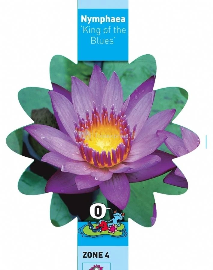 Tropische Blauwe Waterlelie (Nymphaea King Of The Blues) Waterlelie 3 Tropische Blauwe Waterlelie (Nymphaea King Of The Blues) Waterlelie - Afbeelding 3