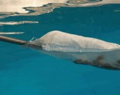 OASE Vuilopvangzak Voor Vijverstofzuiger -Vijverbenodigdheden vuilopvangzak voor vijverstofzuiger 27756 2 0 629x499 1