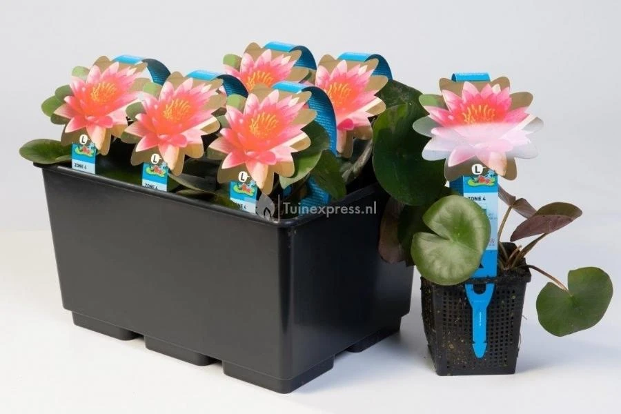 Witte Dwergwaterlelie (Nymphaea Pygmea Alba) Waterlelie 2 Witte Dwergwaterlelie (Nymphaea Pygmea Alba) Waterlelie - Afbeelding 2