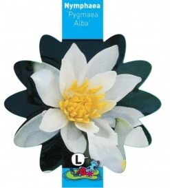 Witte Dwergwaterlelie (Nymphaea Pygmea Alba) Waterlelie 5 Witte Dwergwaterlelie (Nymphaea Pygmea Alba) Waterlelie -Vijverbenodigdheden witte dwergwaterlelie nymphaea pygmea alba waterlelie 3 0 815x900