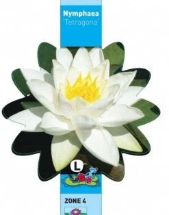 Witte Dwergwaterlelie (Nymphaea Tetragona) Waterlelie 5 Witte Dwergwaterlelie (Nymphaea Tetragona) Waterlelie -Vijverbenodigdheden witte dwergwaterlelie nymphaea tetragona waterlelie 3 0 707x900