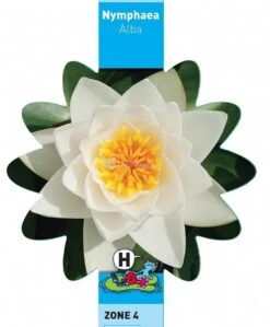 Witte Waterlelie (Nymphaea Alba) Waterlelie -Vijverbenodigdheden witte waterlelie nymphaea alba waterlelie 3 0 744x900