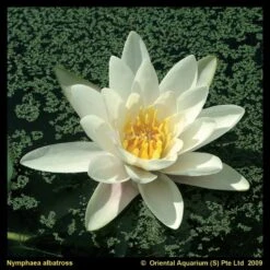 Witte Waterlelie (Nymphaea Albatros) Waterlelie