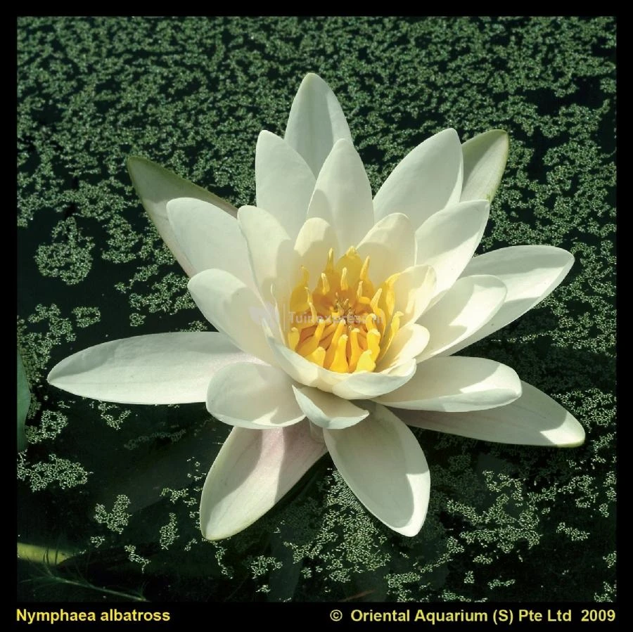 Witte Waterlelie (Nymphaea Albatros) Waterlelie 1 Witte Waterlelie (Nymphaea Albatros) Waterlelie
