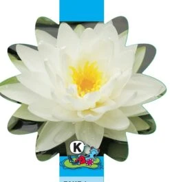 Witte Waterlelie (Nymphaea Albatros) Waterlelie 5 Witte Waterlelie (Nymphaea Albatros) Waterlelie -Vijverbenodigdheden witte waterlelie nymphaea albatros waterlelie 3 0 831x893