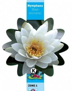Witte Waterlelie (Nymphaea Gladstoniana) Waterlelie -Vijverbenodigdheden witte waterlelie nymphaea gladstoniana waterlelie 3 0 712x900